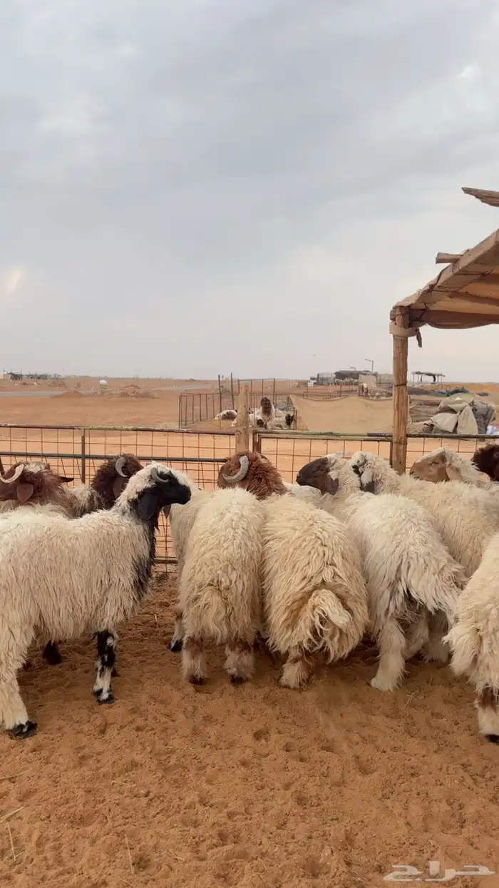 ذبايح نعيم وحري يوجد تابي وتمارا ( بريدة) 1