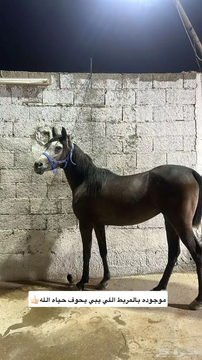 فرس لقاح شعبيه 1