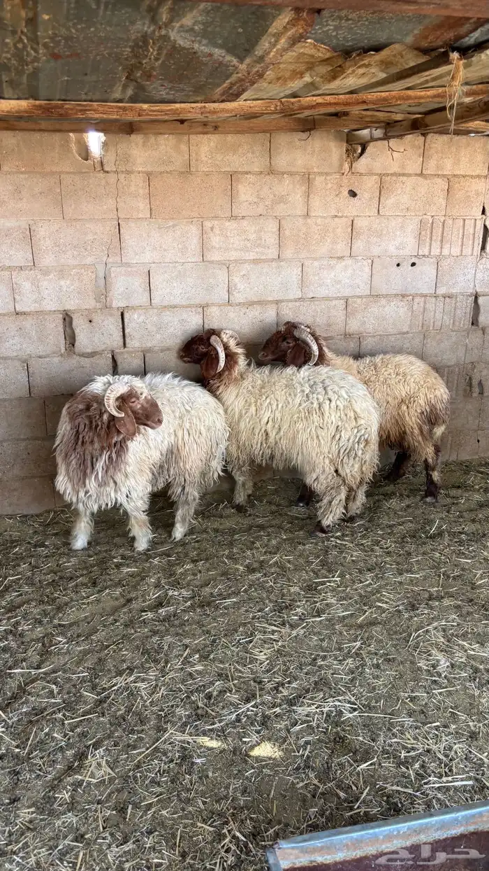 خرفان نعيم جذعان 2