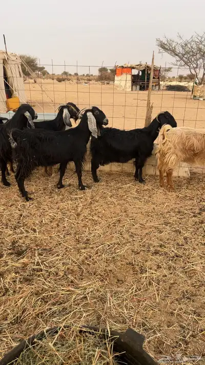 معزا عوراض حريه 5 index