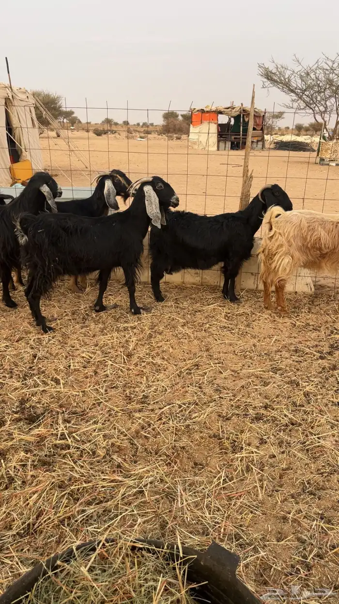 معزا عوراض حريه 5 1