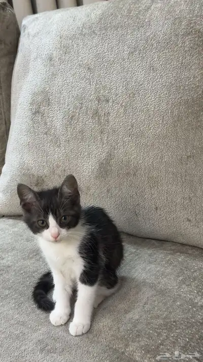 قط ذكر عمره 3 شهور للتبني الموقع صبيا حي الفيصليه 0