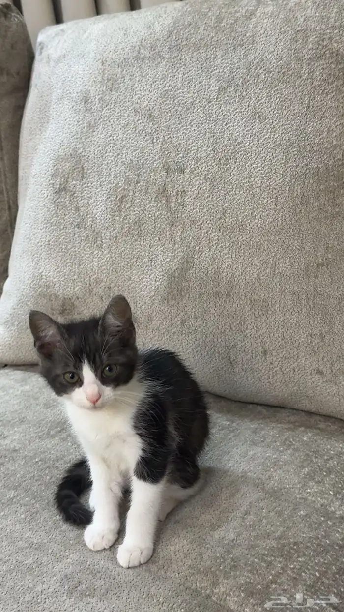 قط ذكر عمره 3 شهور للتبني الموقع صبيا حي الفيصليه 0