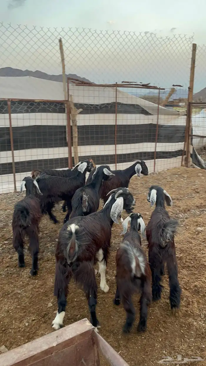 جفار (تم البيع ) 0