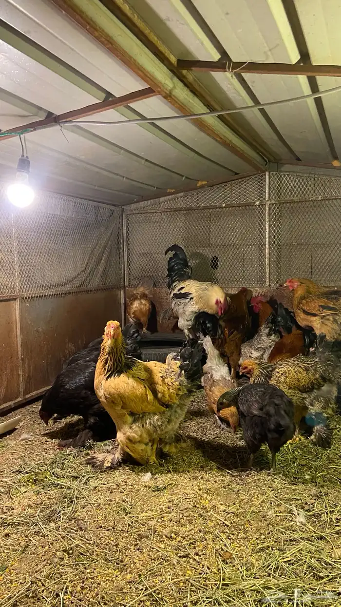 دجاج براهم حضان شرط معه 16 دجاجه و4 ديوك 3