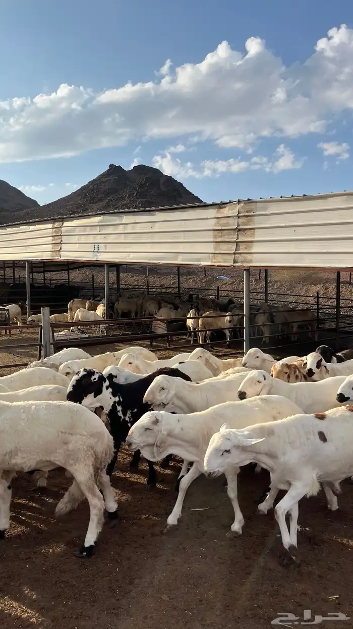 طليان سواكن جادعان شبيه الحري 20