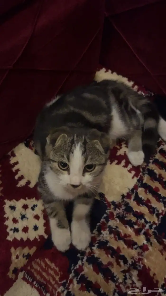 قط سكوتش فولد 1