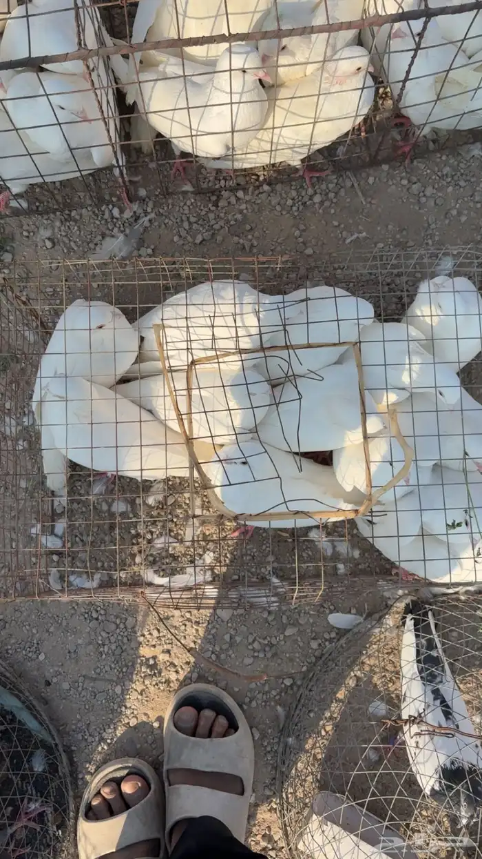 حمام لواحم فرنسي 2