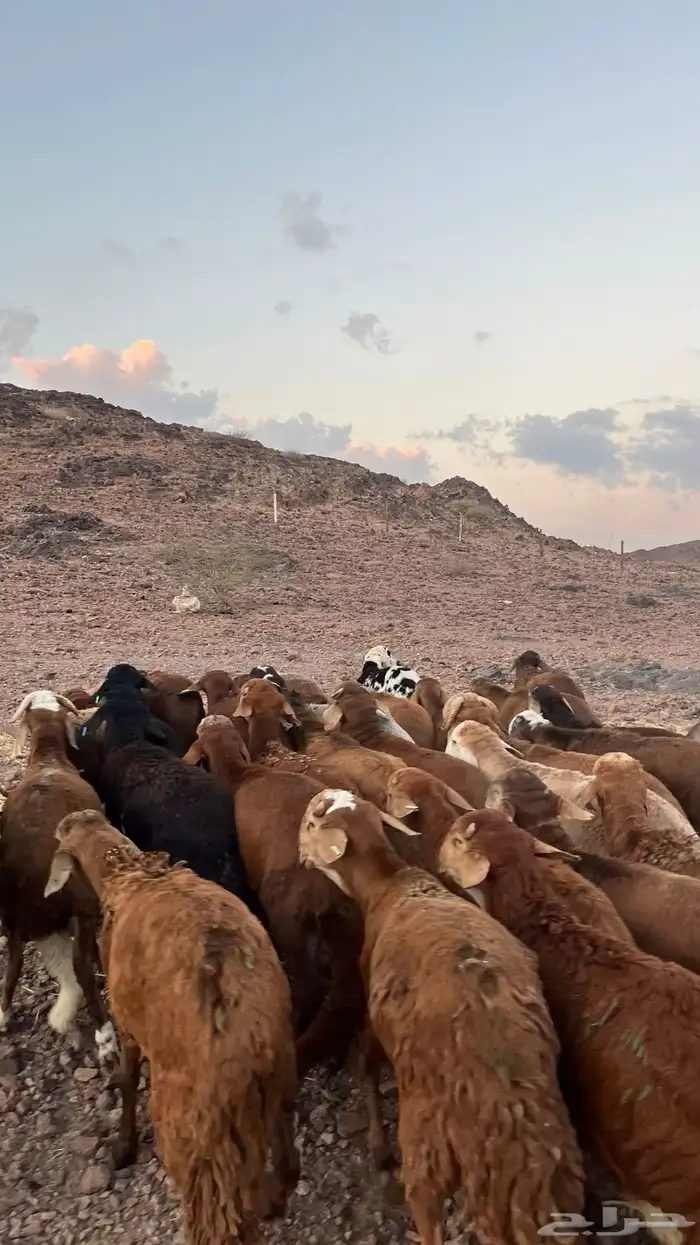 طليان سواكن حمري جادعان مرابى شرط مناسبات زواجات 17