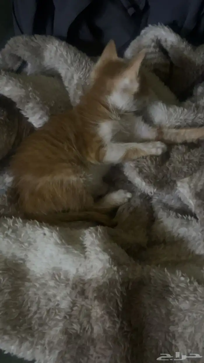 قطوه للتبني 1