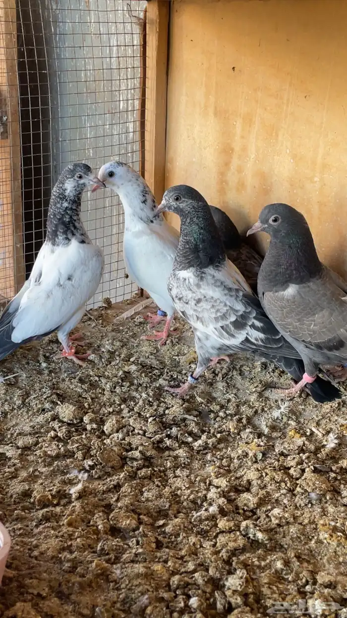 طبات باكستاني 0