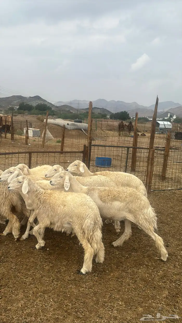 للبيع رخال صنف 9 روس بي فحلها حرش مضاريع 5