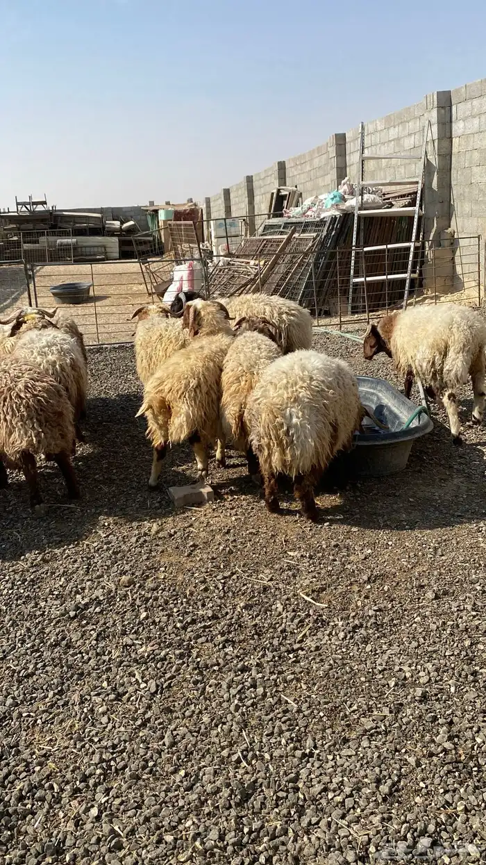 طليان نعيمي جبر ناهي 8