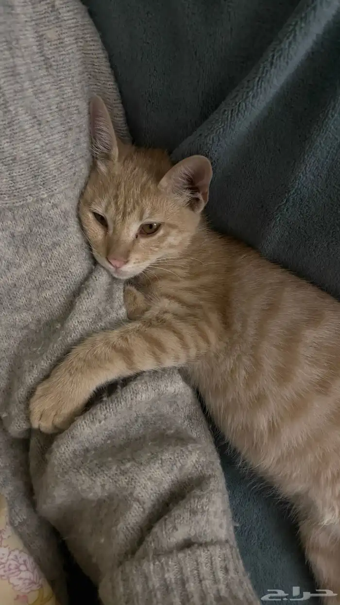 قطط للتبني 0