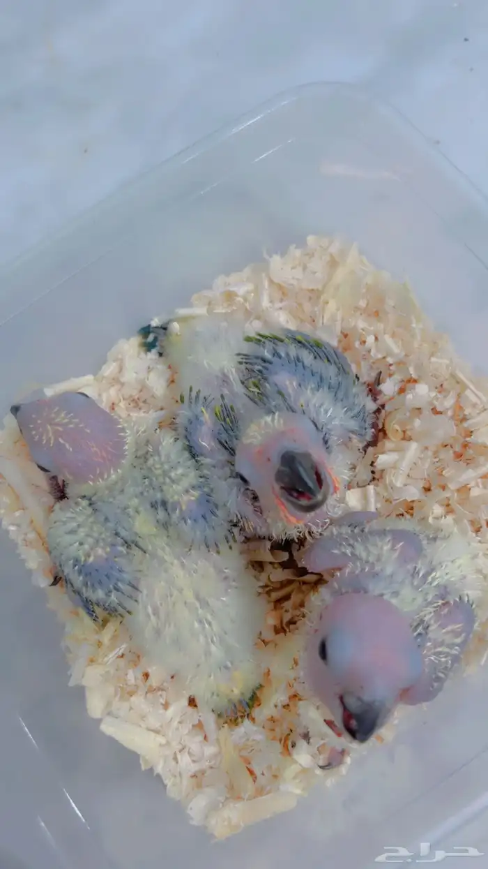 فروه صن كنيور انتاج محلي صبغه قويه 0