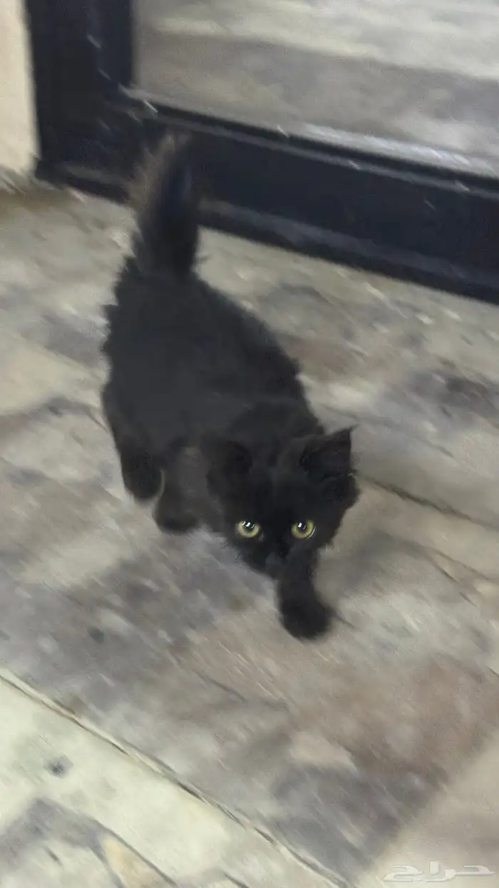 قطوه للتبني 2