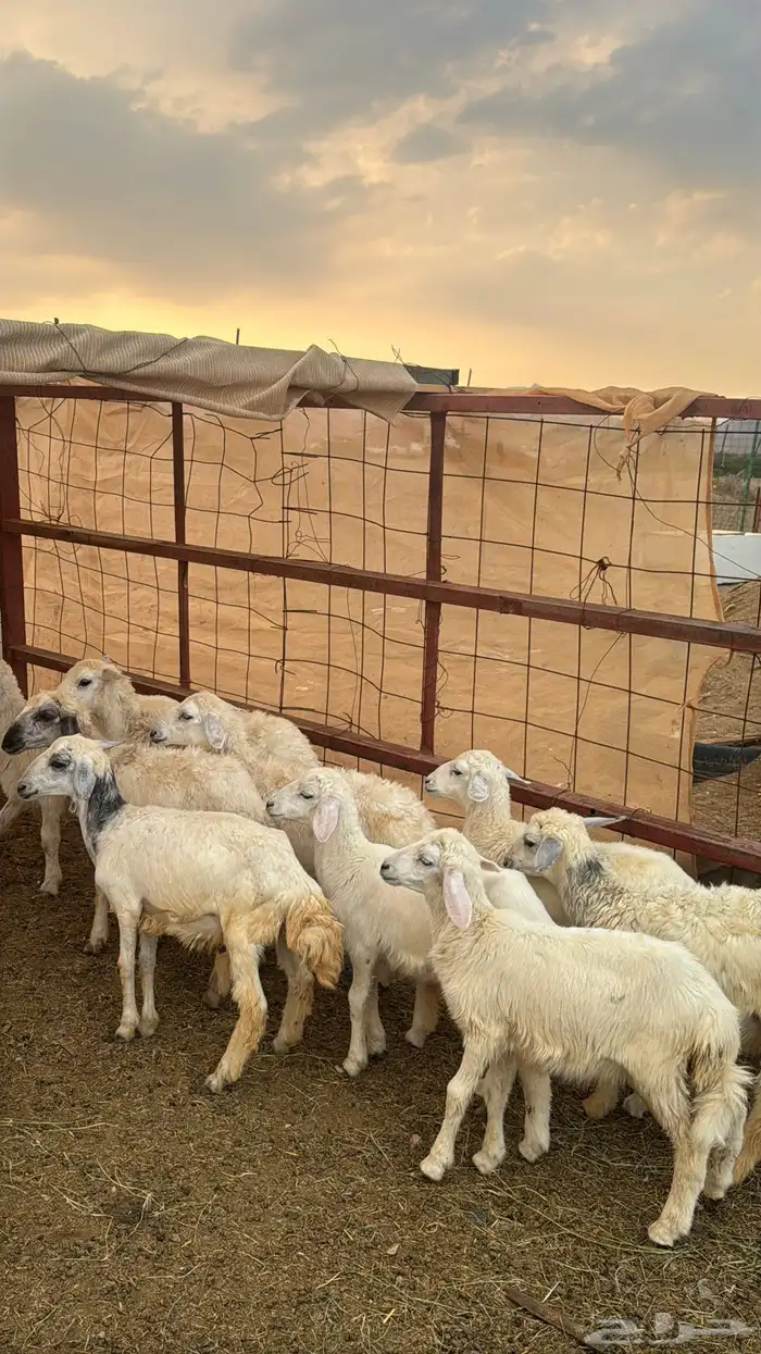 للبيع بهم حريات 9 روس ترييه من 720ريال 0