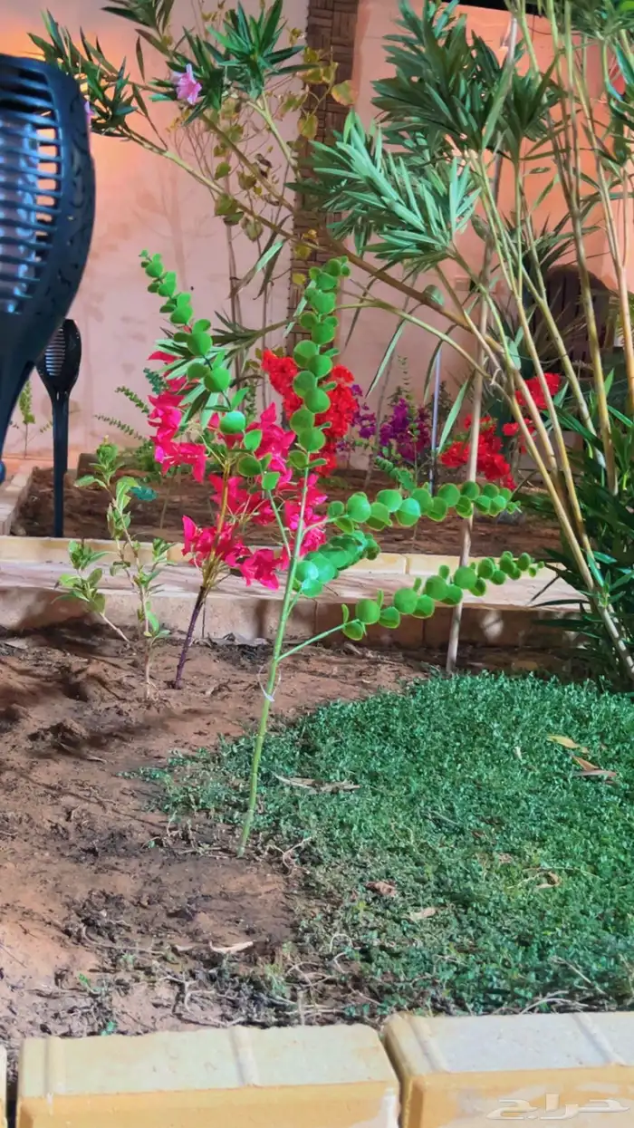 شاليه استراحه للايجار 55