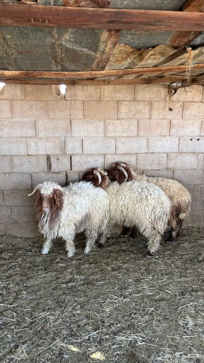 خرفان نعيم جذعان 0