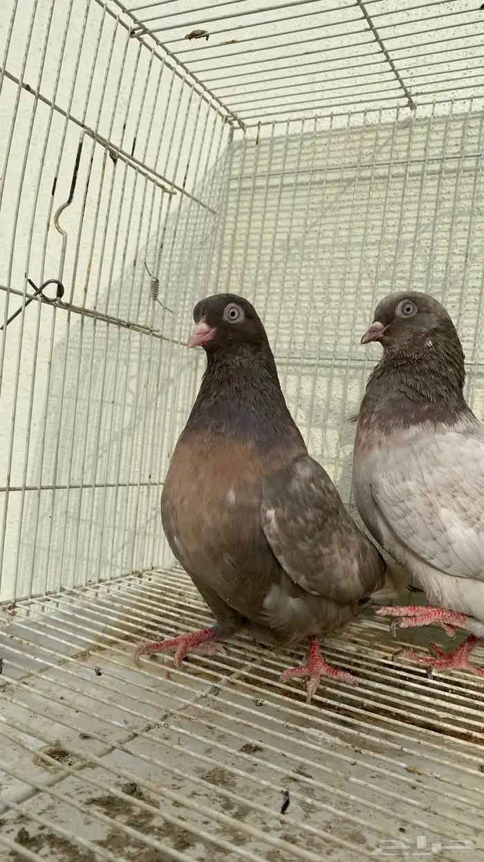 حمام قلاب كوره ألوان نوادر 4