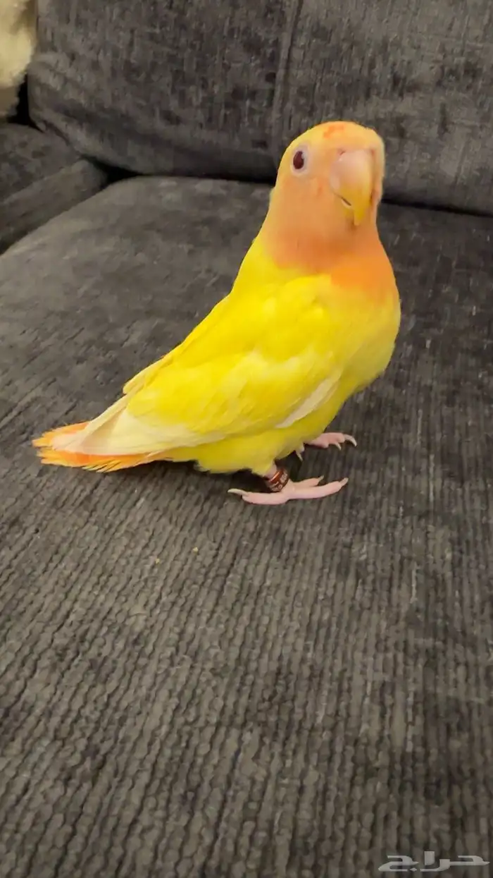 روز اليف آمن على الاطفال 1