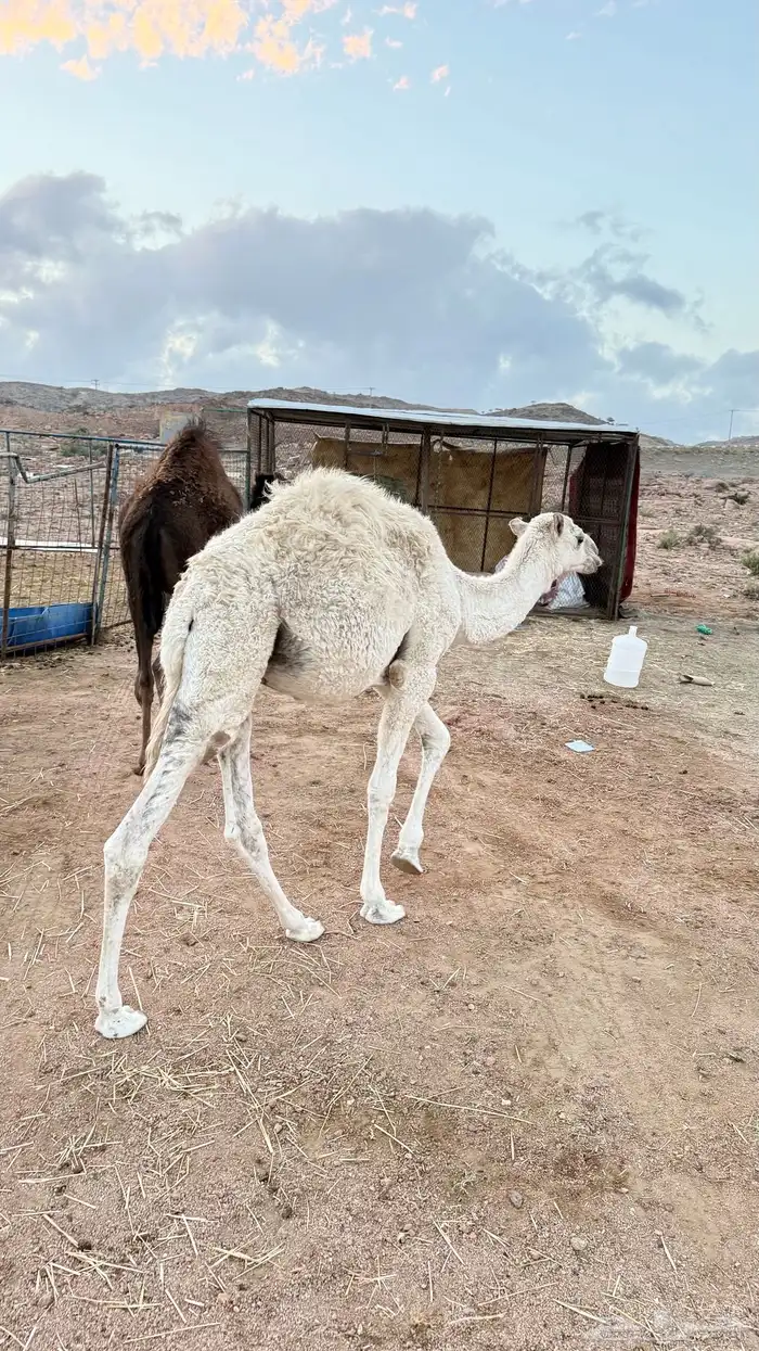 قعدان للبيع 1