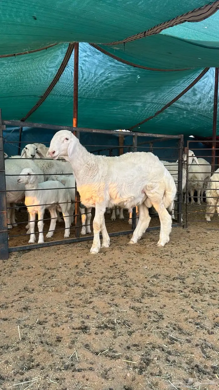 مشروع فحل طلي حري 0