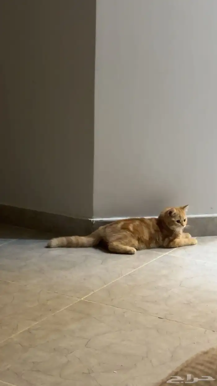 قطه للبيع 200 1