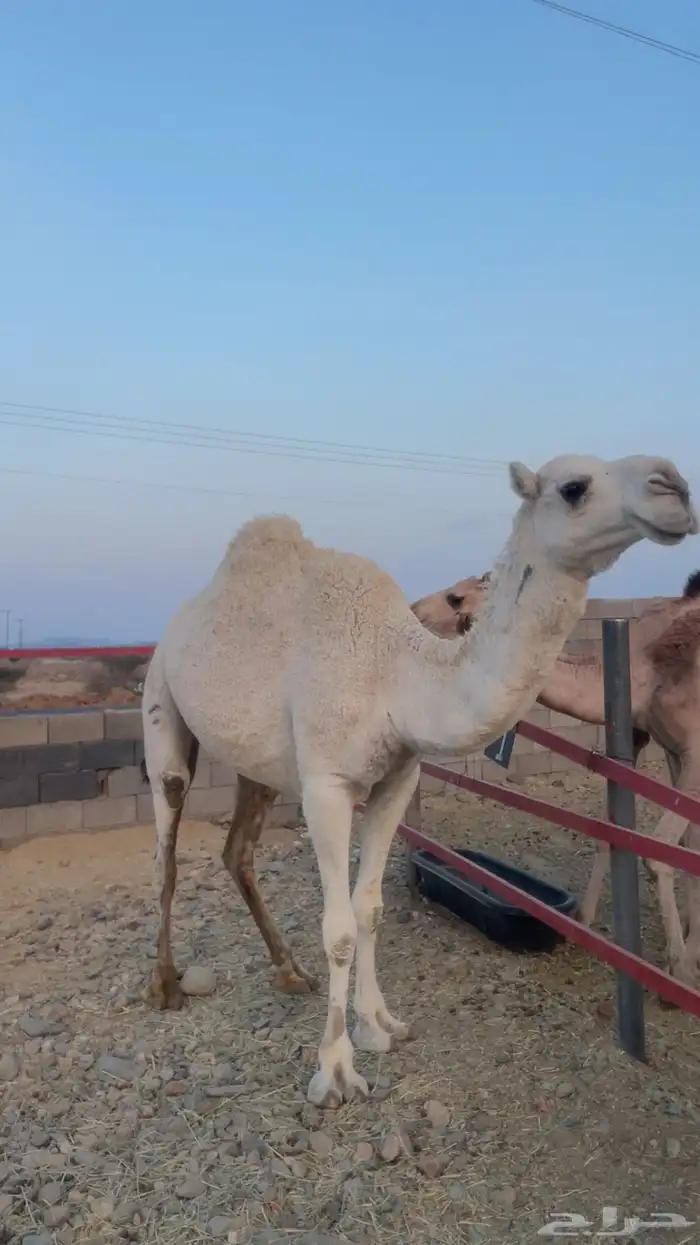 بكار للبيع ( تم البيع) 0