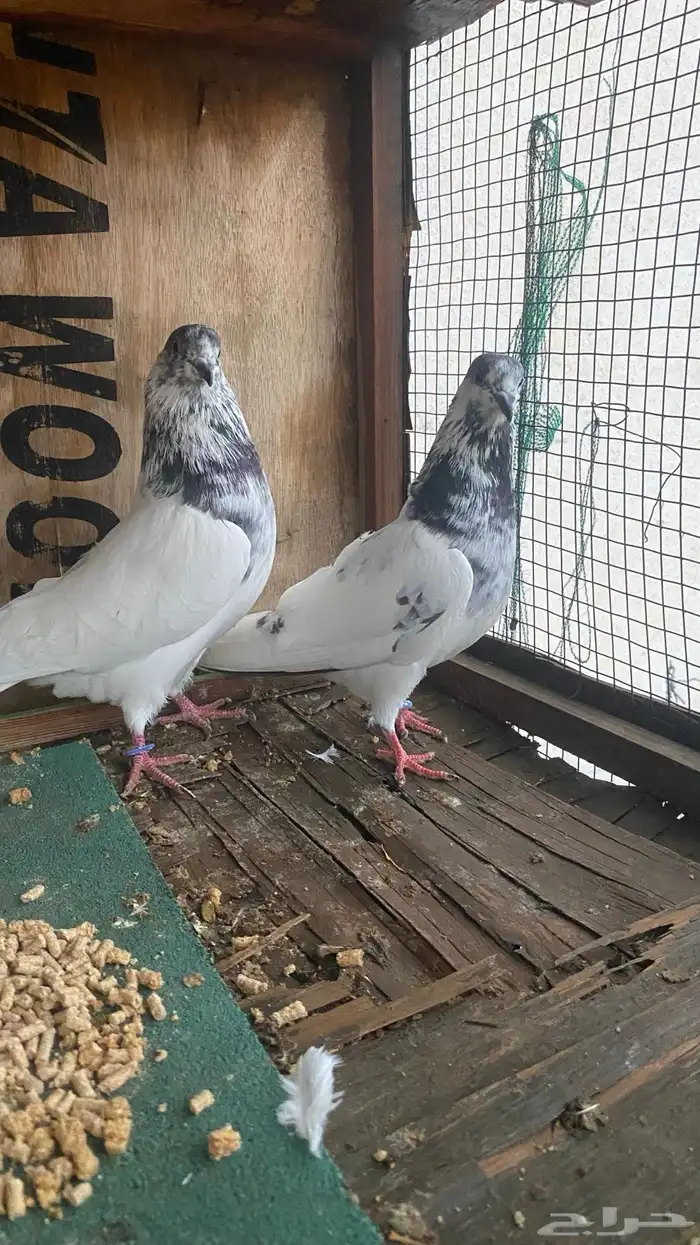 جوز بتيراء بعياله 7