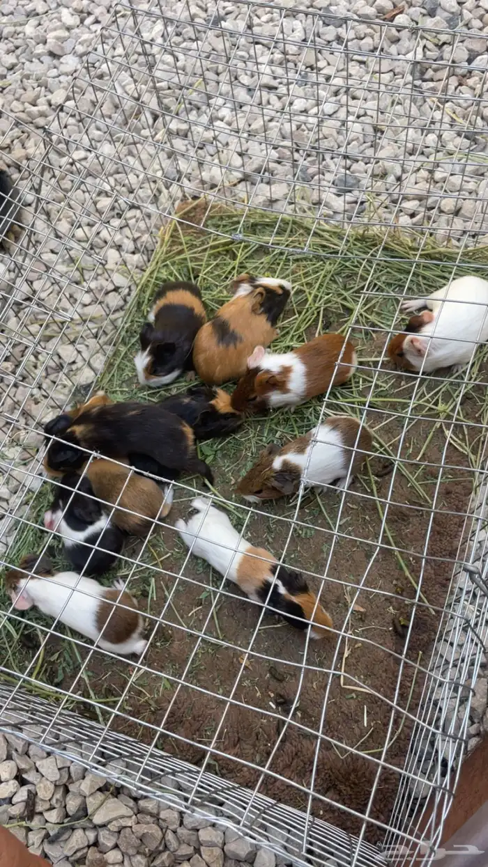 وبران بلدي 2