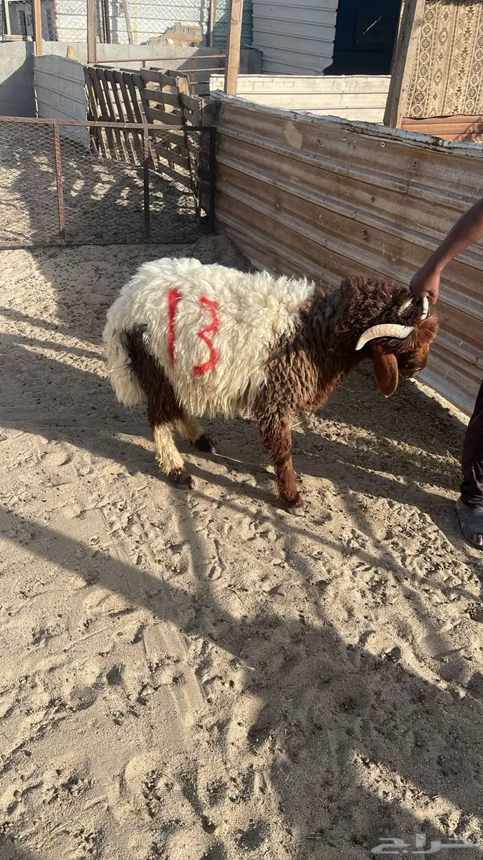 ساهم في بيع الاغنام معنا والارباح تقسم بالتساوي 1