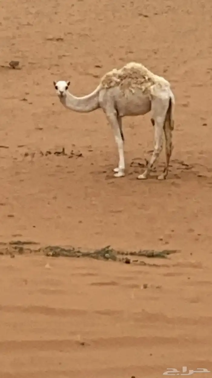 بكره مفروده 1