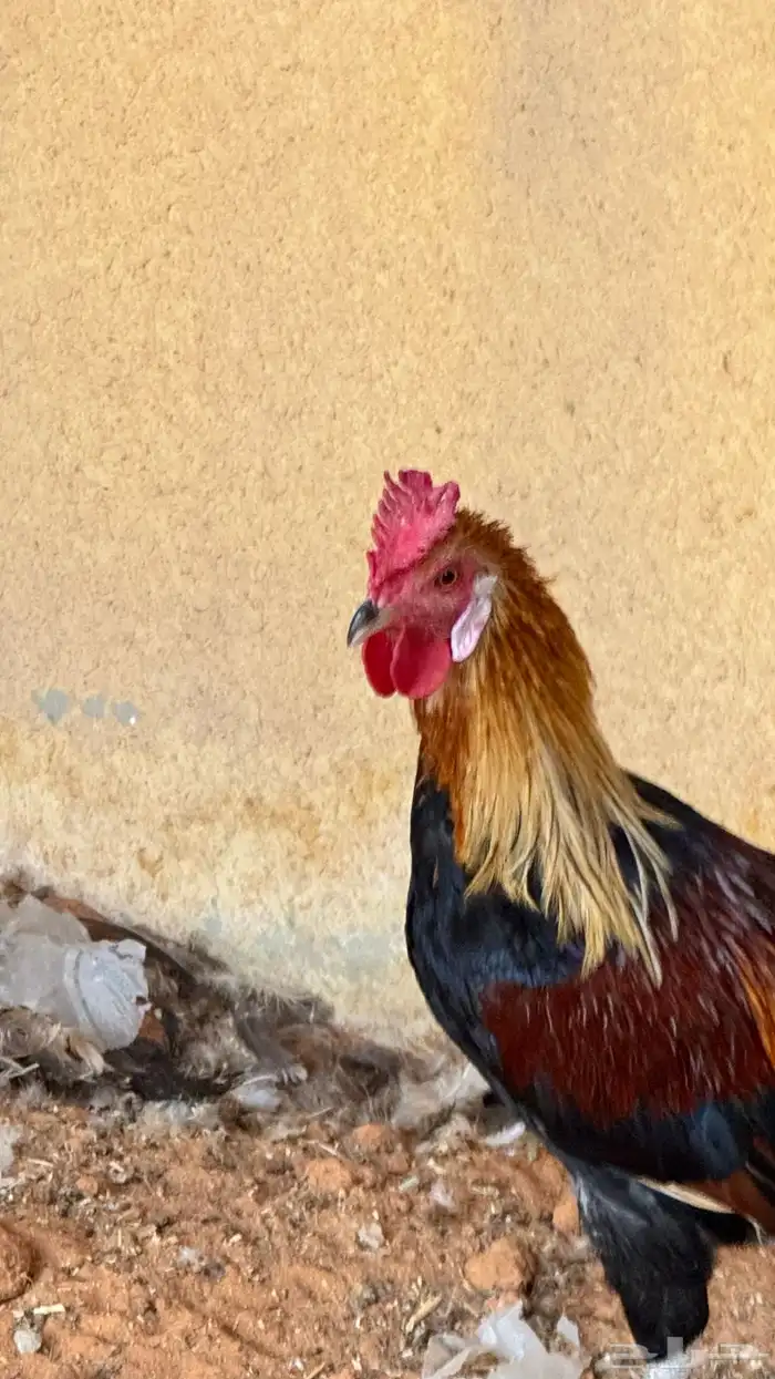 دجاج عربي ترثه اصيل فري 2