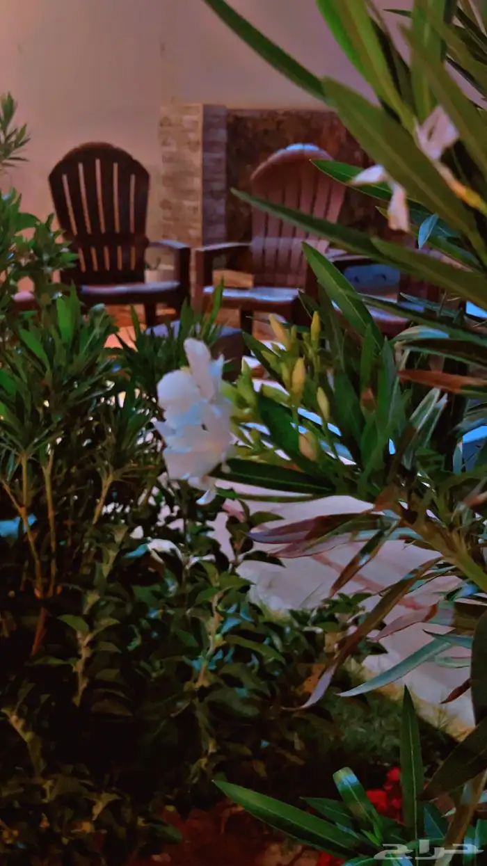 شاليه استراحه للايجار 11