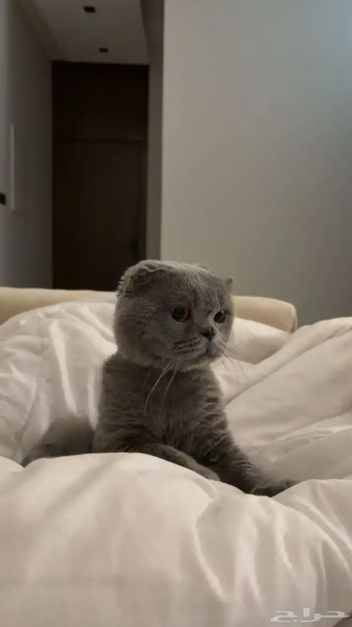 سكوتش فولد ذكر ((للتزاوج فقط)) 1