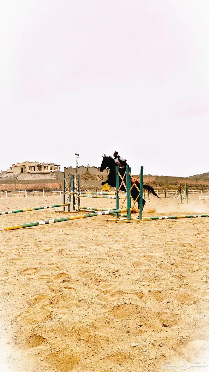 فرنس انجليزيه 7