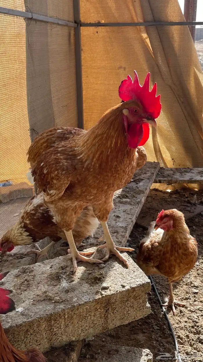 ديكه لوهمان 2