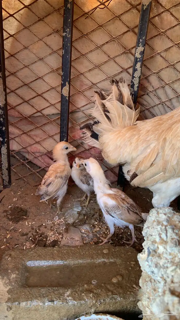 دجاج اناثي بلدي حضان شرط 7