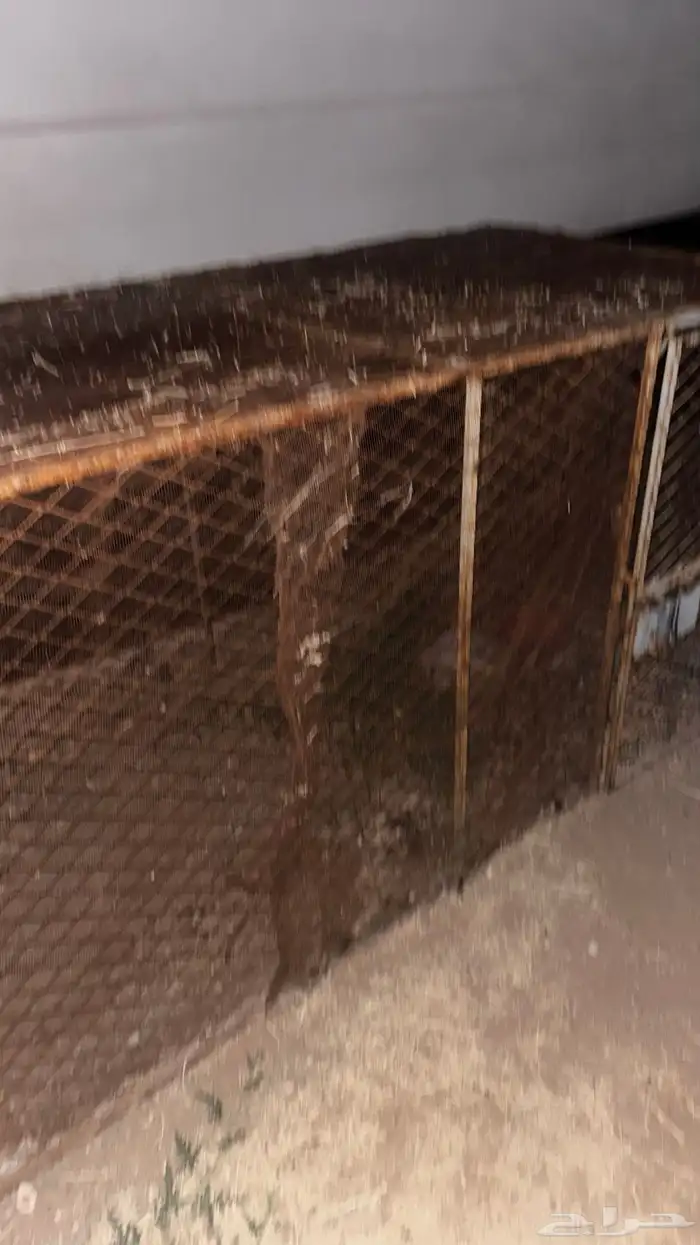 شبك دجاج تفصيل 1