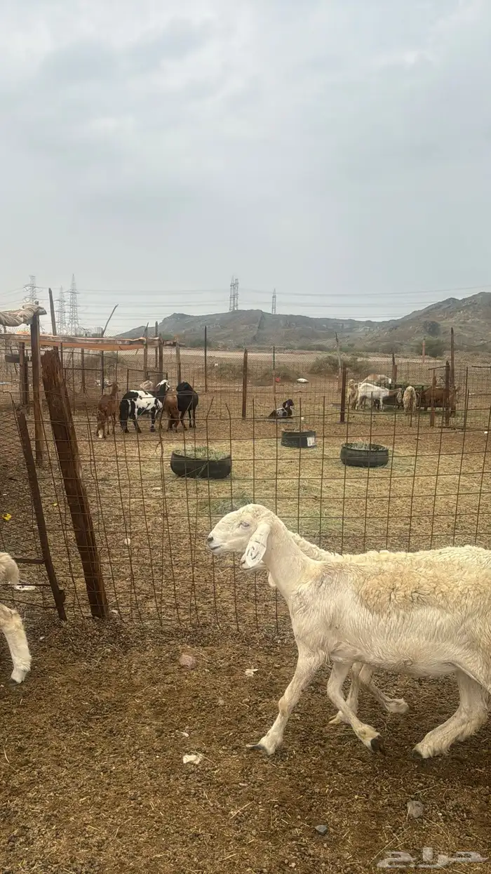 للبيع رخال صنف 9 روس بي فحلها حرش مضاريع 8