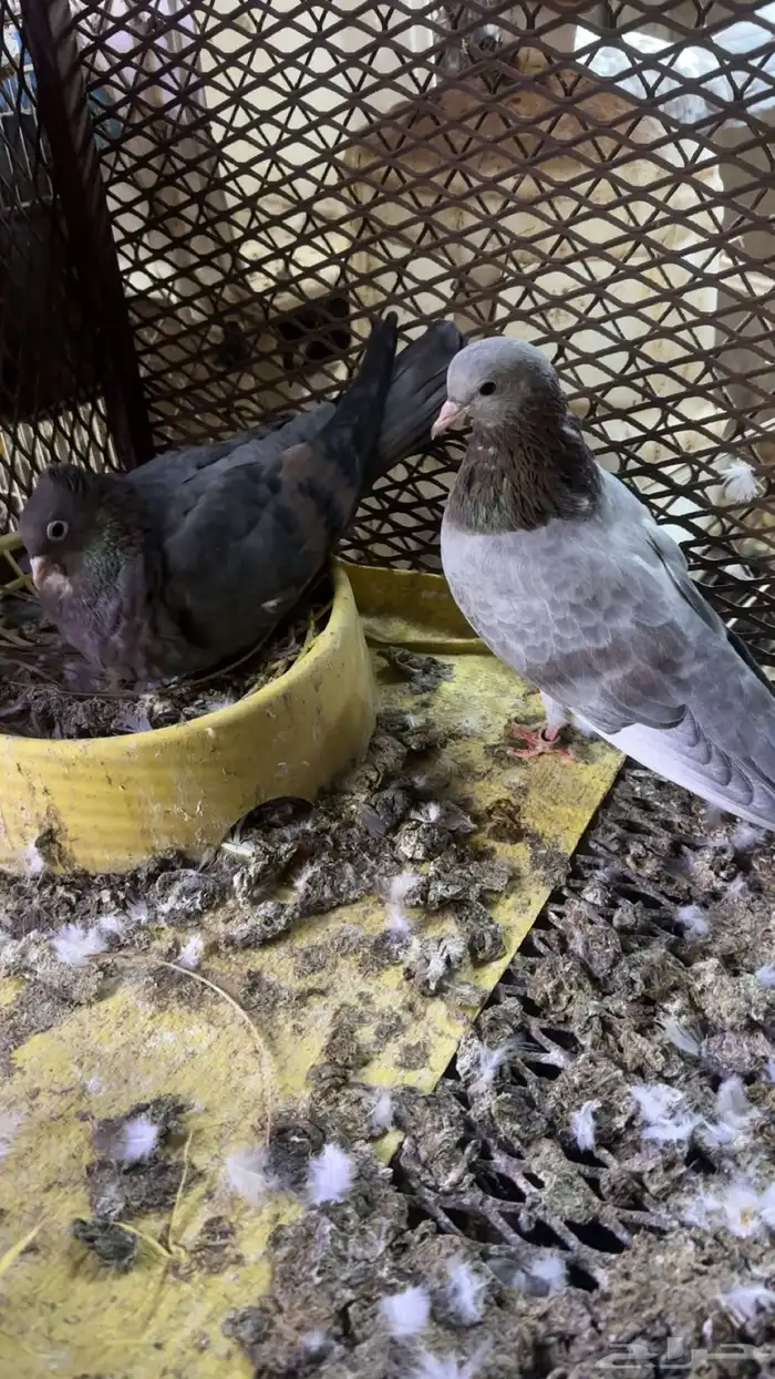 حمام صنعاوي للبيع 2