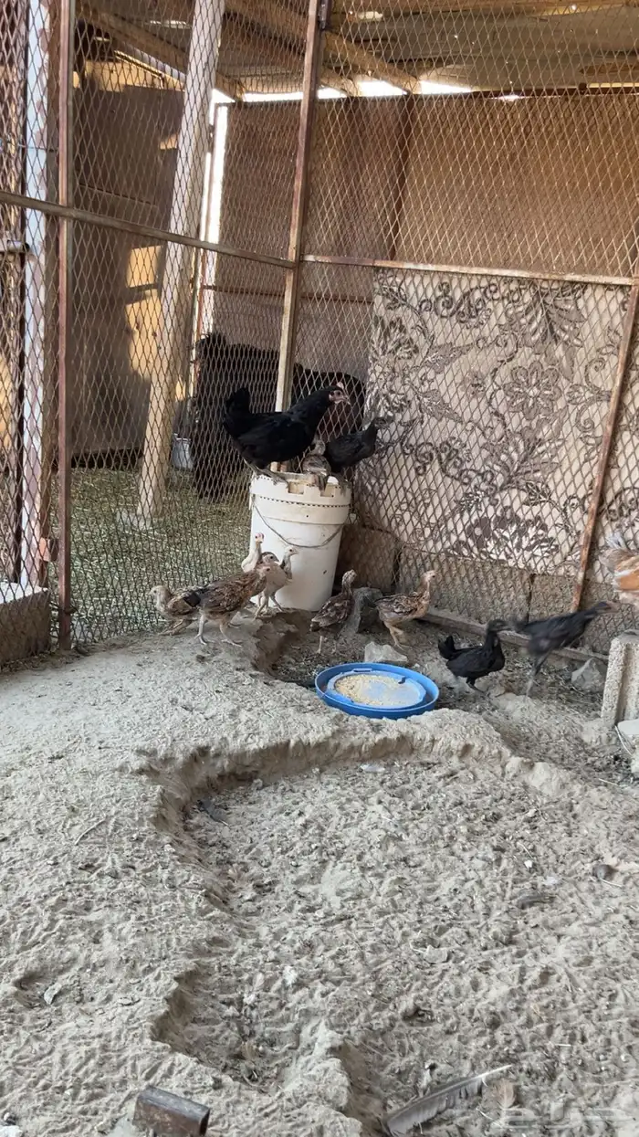 يوجد دجاج مفرخ ودجاج بياض حضان بلدي 13