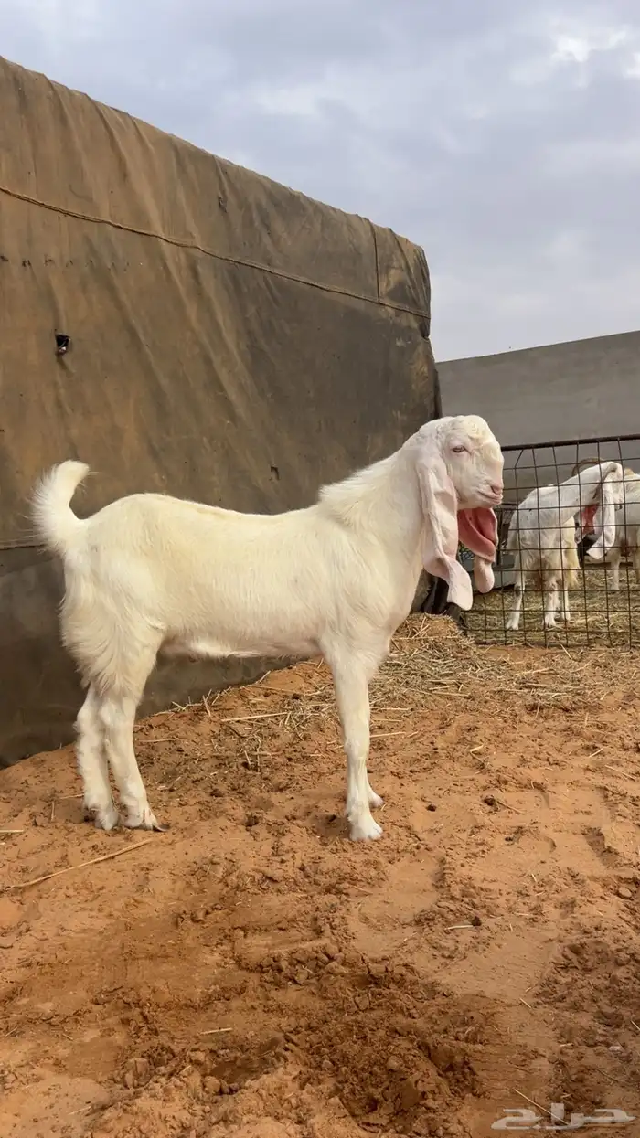 تيس مشروع فحل العمر 6 اشهر شق توم علي جميع الشروط 0