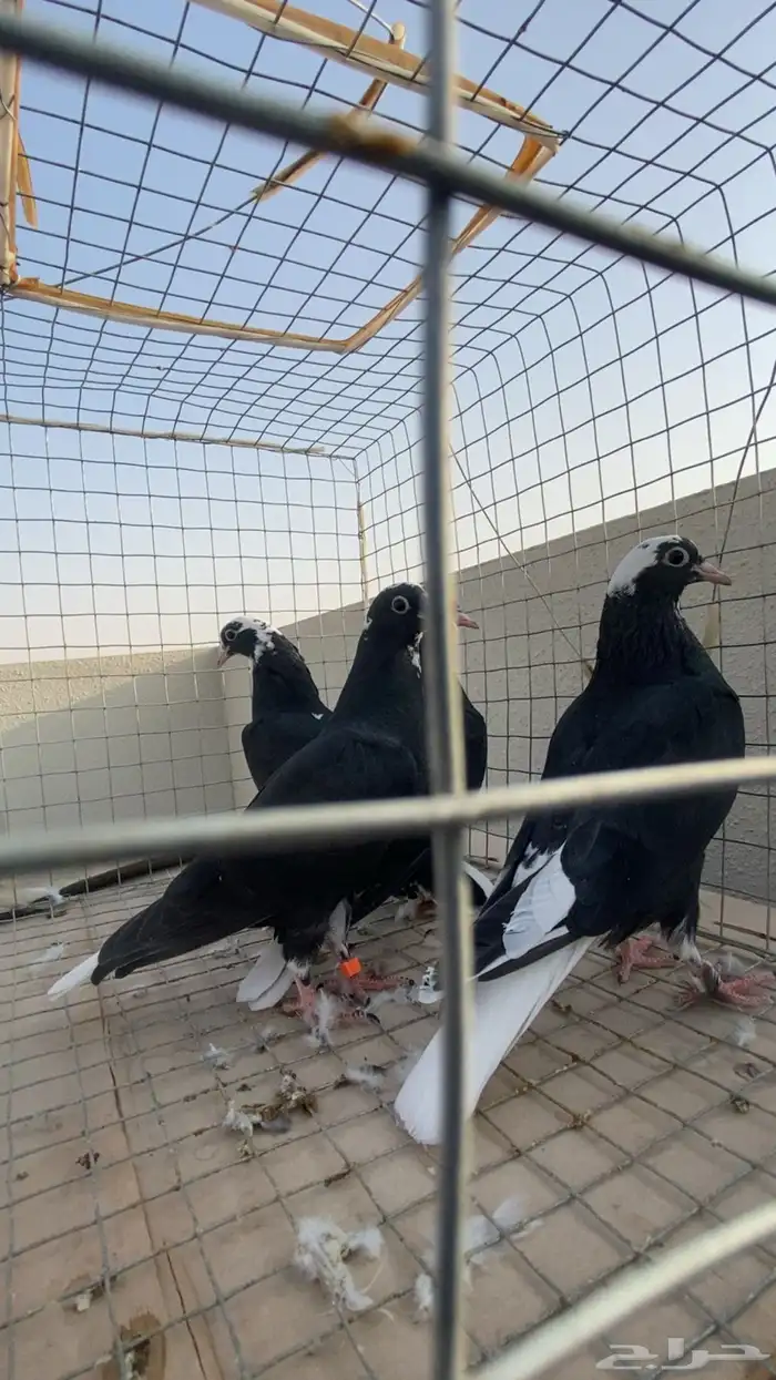 للبيع طبتين قطايف درع 0