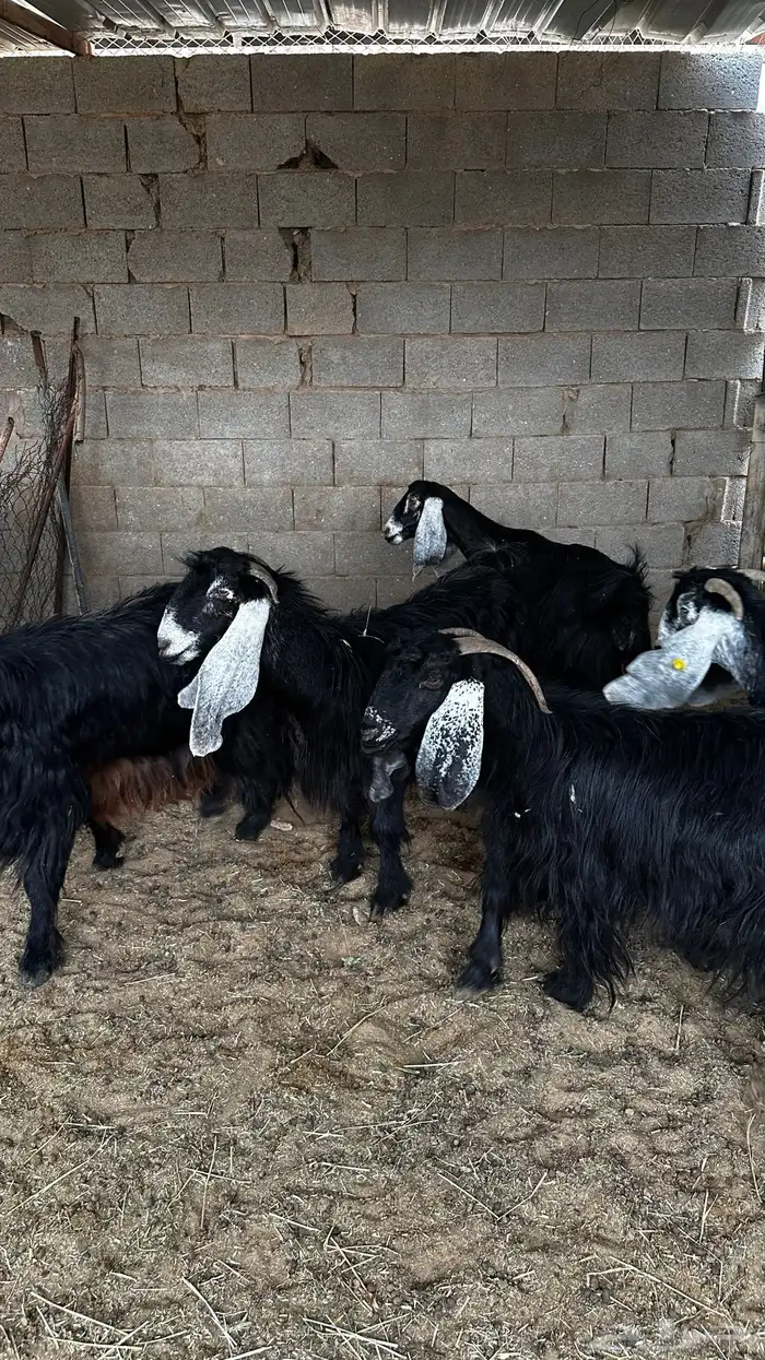 معزاء عوارض ضريع 1