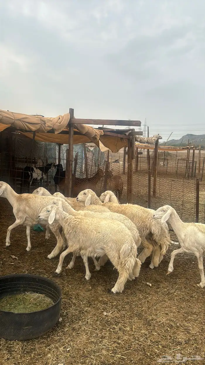 للبيع رخال صنف 9 روس بي فحلها حرش مضاريع 14