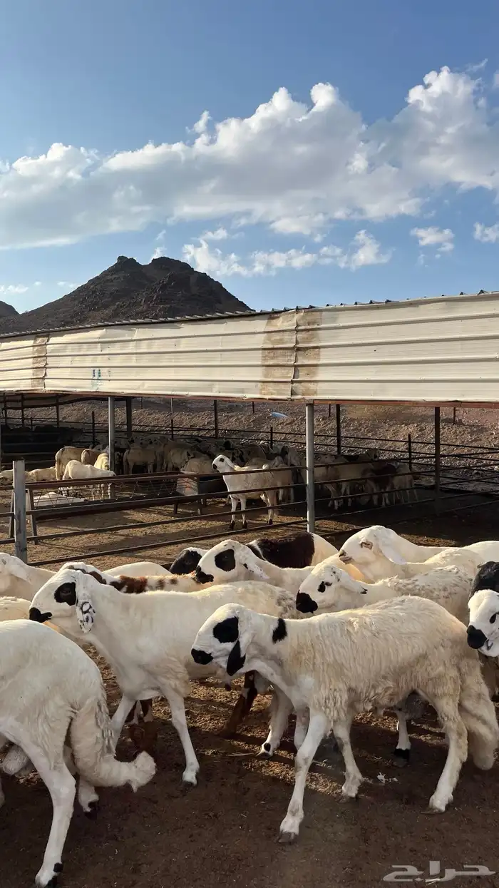 طليان سواكن جادعان شبيه الحري 19