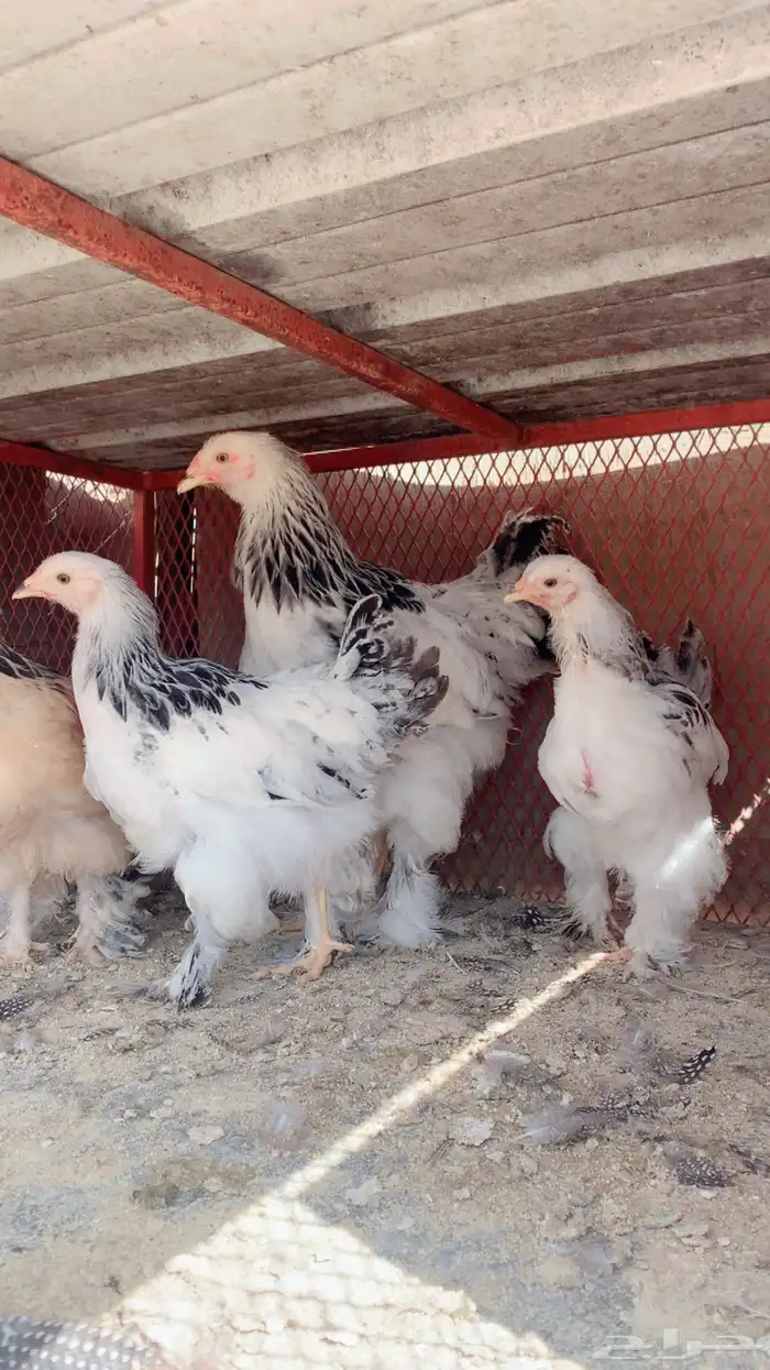 دجاج براهما اصيل انتاج تحضين 1