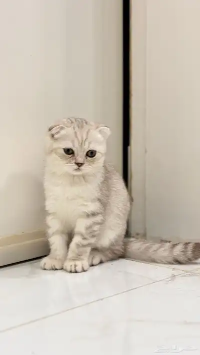 قطط كيتن سكوتش فولد للبيع index